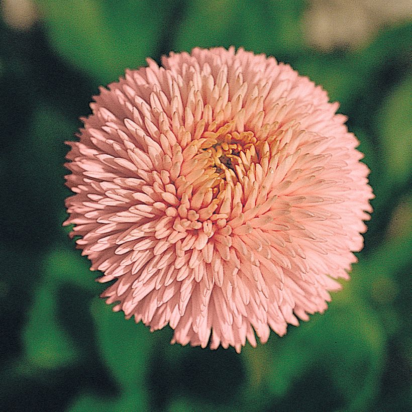 Bellis perennis Robella - Gänseblümchen (samen) (Flowering)