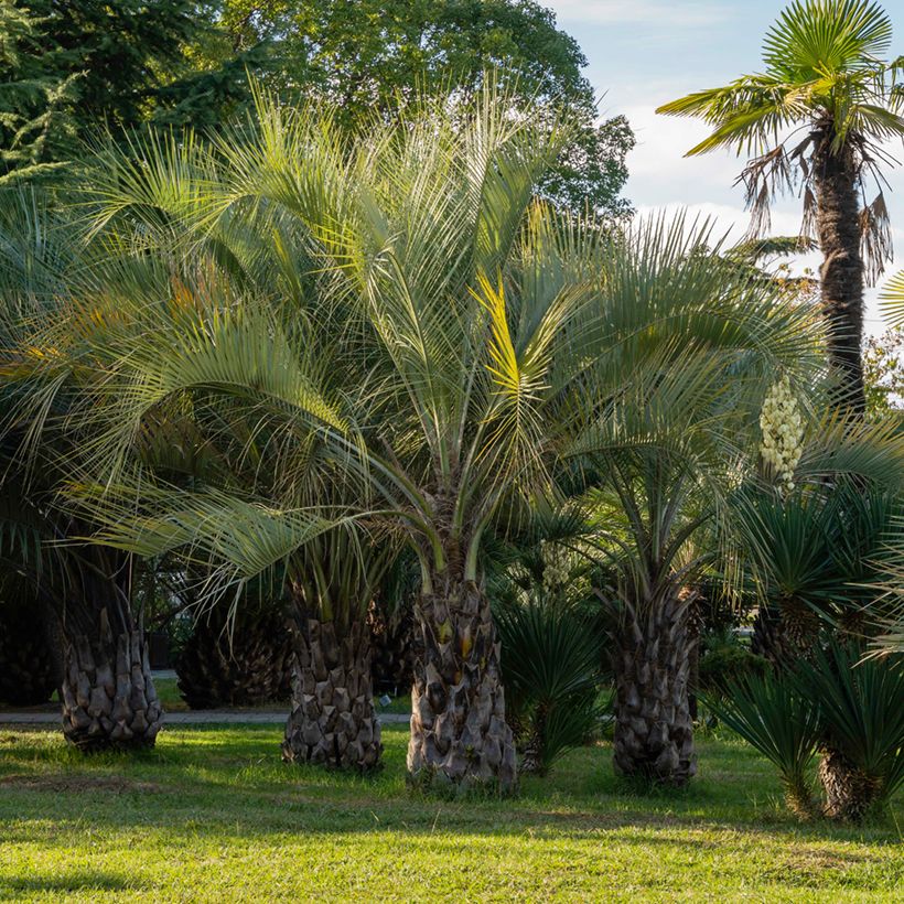 Butia capitata (Samen) - Butia-Palme (Wuchs)