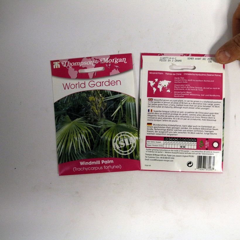 Beispiel eines Exemplars von Trachycarpus fortunei (Samen) - Fächerpalme die Tüte mit 5 Samen ungefähr (3g) wie geliefert