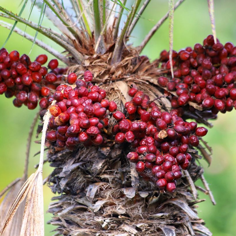 Chamaerops humilis (Samen) - Zwergpalme (Harvest)