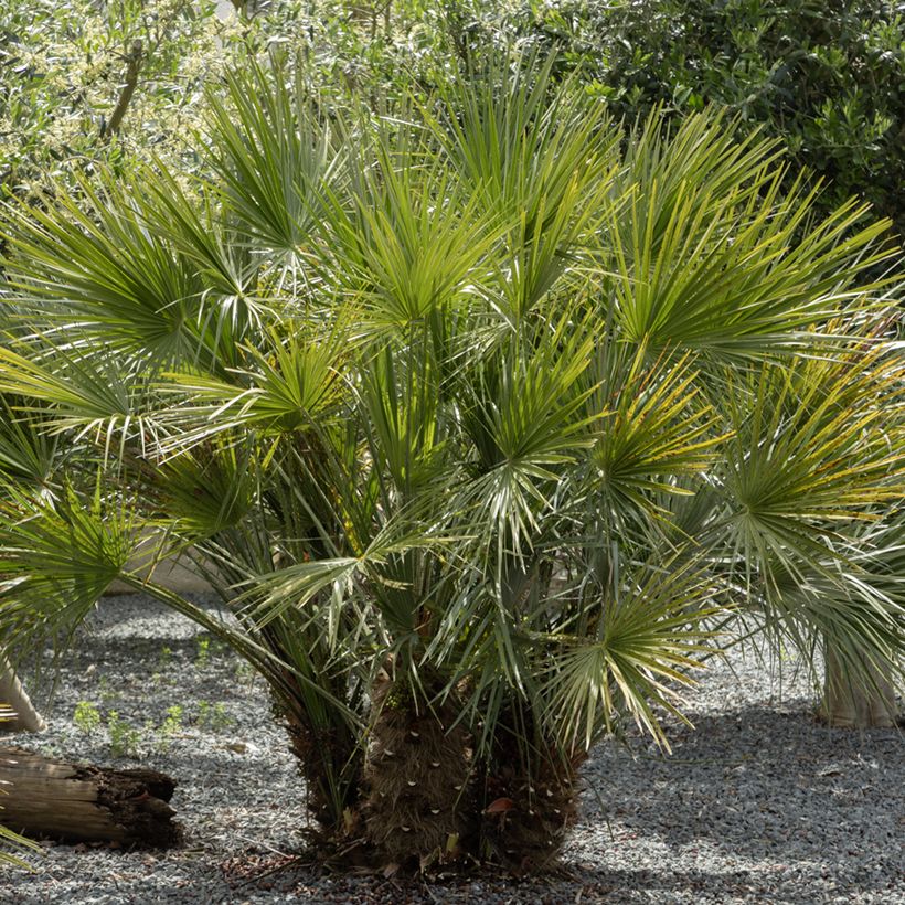Chamaerops humilis (Samen) - Zwergpalme (Plant habit)