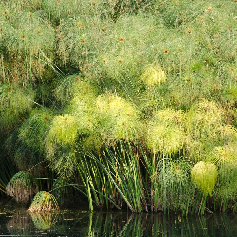 Cyperus papyrus (Samen) - Papyrusstaude (Wuchs)