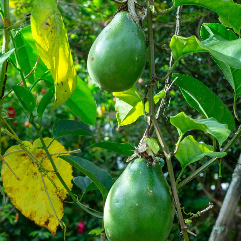 Riesen-Grenadille (Samen) - Passiflora quadrangularis (Harvest)