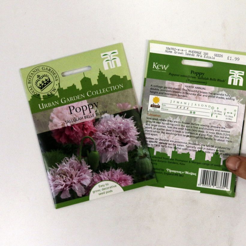 Beispiel eines Exemplars von Schlafmohn Tallulah Belle Blush (Samen) - Papaver die Tüte mit 300 Samen ungefähr wie geliefert