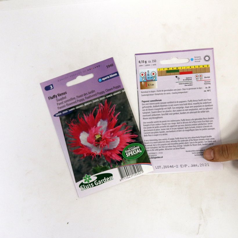 Beispiel eines Exemplars von Schlafmohn Fluffy Venus (Samen) - Papaver die Tüte mit 800 Samen ungefähr wie geliefert