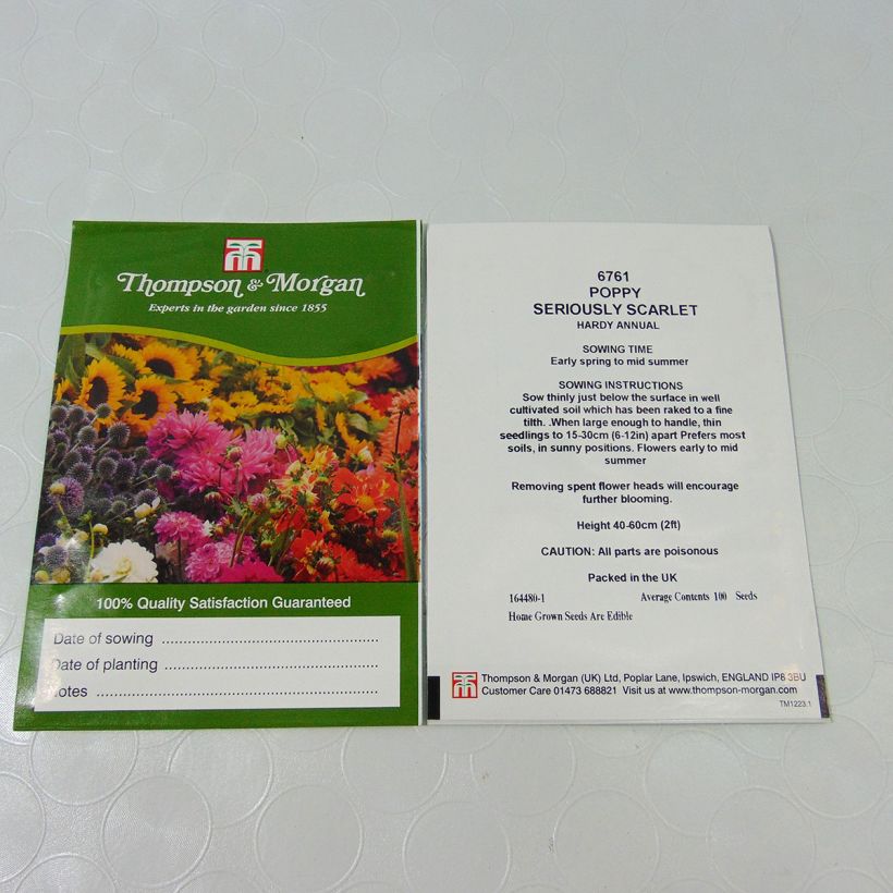 Beispiel eines Exemplars von Schlafmohn Seriously Scarlet (Samen) - Papaver die Tüte mit 100 Samen ungefähr wie geliefert