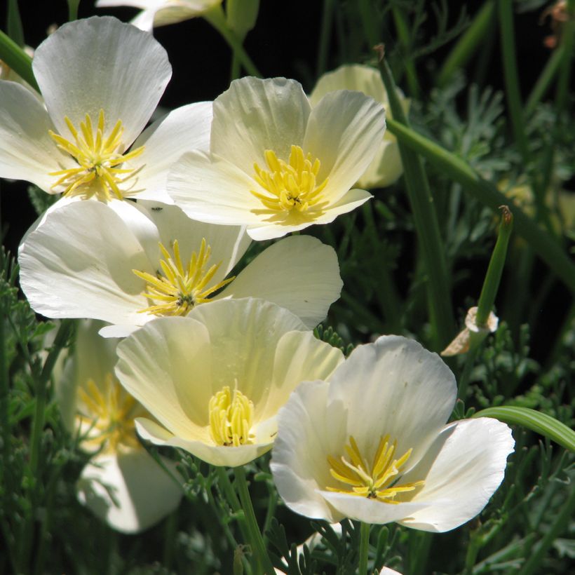 Goldmohn Alba (Samen) - Eschscholzia californica (Flowering)