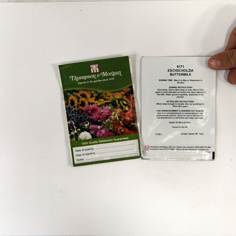 Example of Goldmohn Buttermilk (Samen) - Eschscholzia californica die Tüte mit 100 Samen ungefähr as you get