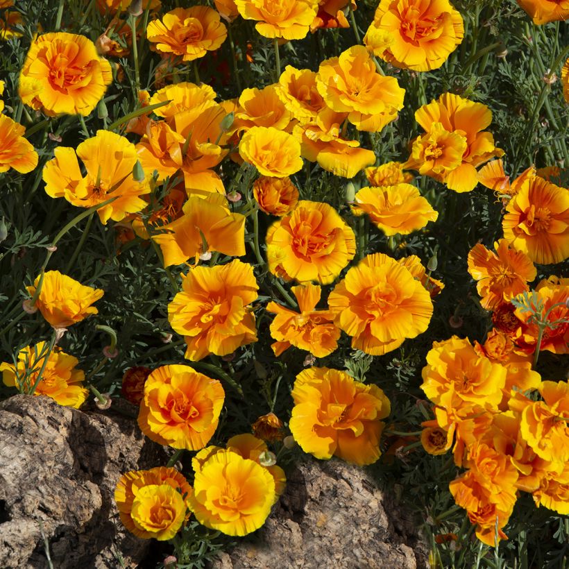 Goldmohn Lady Marmalade (Samen) - Eschscholzia californica (Wuchs)