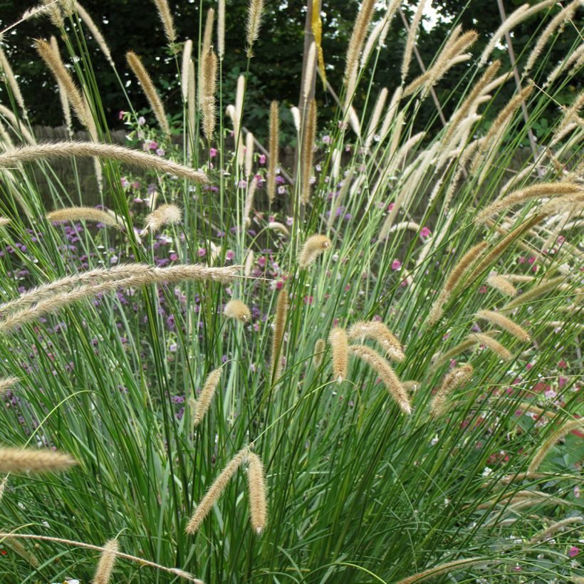 Afrikanisches Lampenputzergras Tail Feathers (Samen) - Pennisetum macrourum (Flowering)