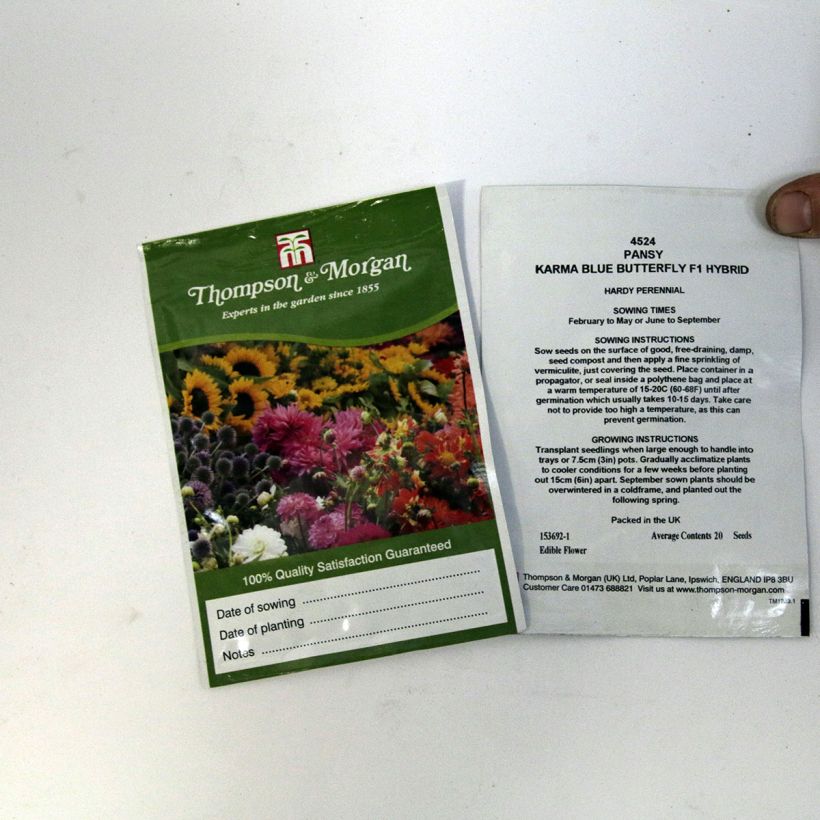 Beispiel eines Exemplars von Stiefmütterchen Karma Blue Butterfly (Samen) die Tüte mit 20 Samen ungefähr wie geliefert