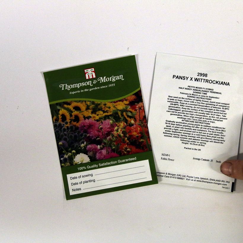 Beispiel eines Exemplars von Stiefmütterchen Petite Mixed (Samen) die Tüte mit 35 Samen ungefähr wie geliefert