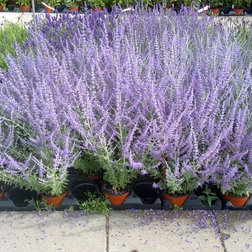 Blauraute Blue Steel (Samen) - Perovskia atriplicifolia (Wuchs)