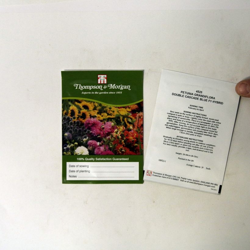 Beispiel eines Exemplars von Petunia Double Cascade Blue (Samen) die Tüte mit 30 Samen ungefähr wie geliefert