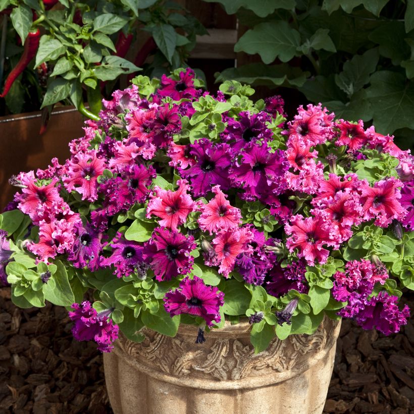 Petunia Espresso Frappé Mix (Samen) (Wuchs)