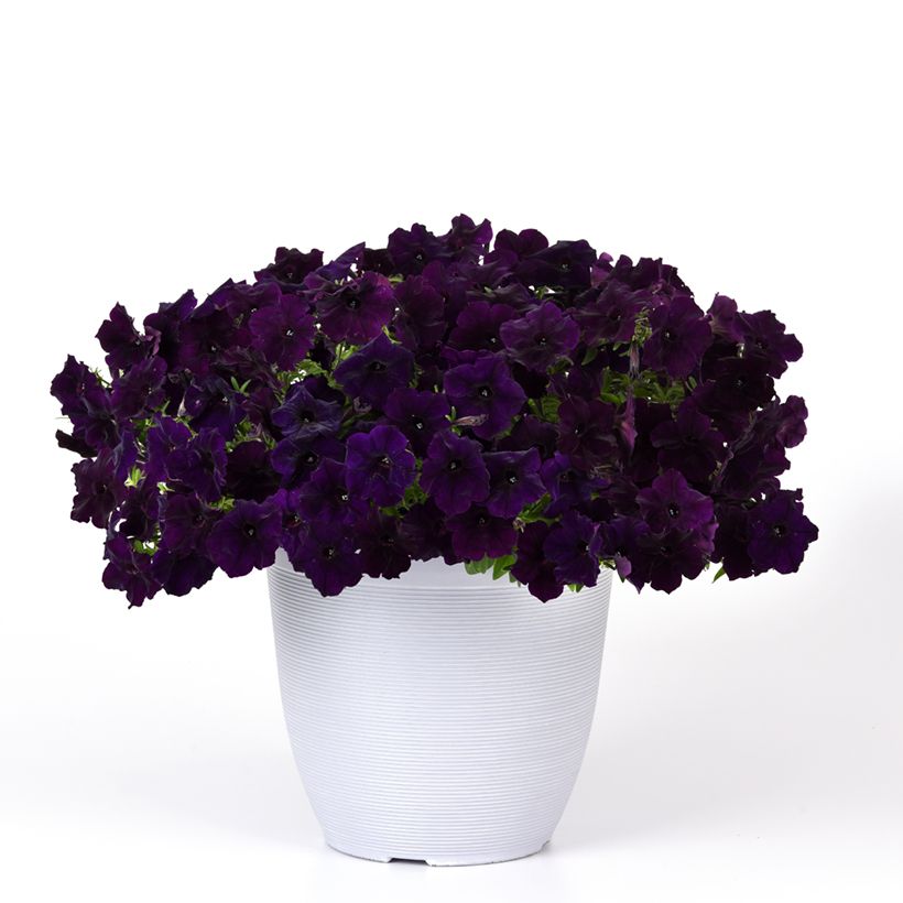 Petunia Easy Wave Navy Velour (Pillierte Samen) (Wuchs)