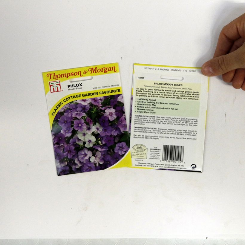 Beispiel eines Exemplars von Sommer-Phlox Moody Blues (Samen) - Phlox die Tüte mit 175 Samen ungefähr wie geliefert