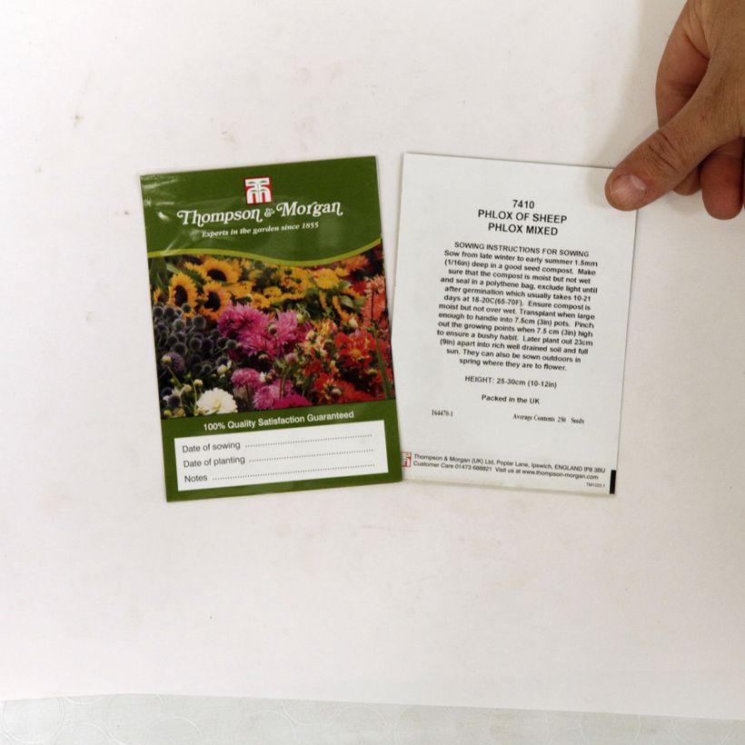 Example of Sommer-Phlox Phlox Of Sheep (Samen) - Phlox die Tüte mit 500 Samen ungefähr (1g) as you get