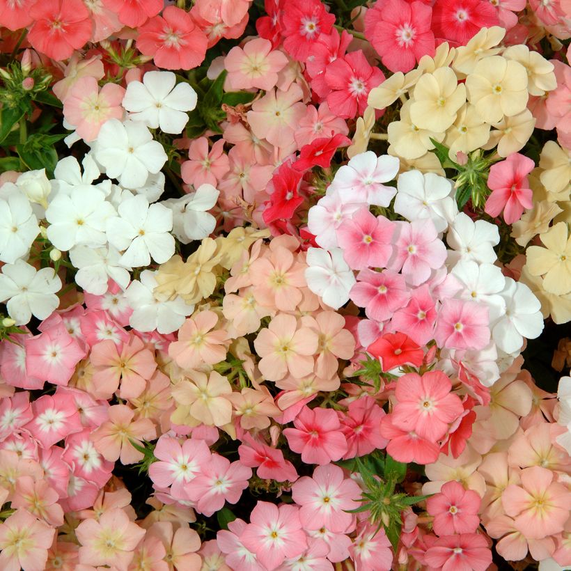 Sommer-Phlox Beauty Coral Reef (Samen) - Phlox drummondii (Flowering)