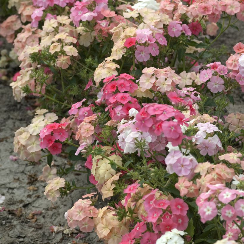 Sommer-Phlox Beauty Coral Reef (Samen) - Phlox drummondii (Plant habit)