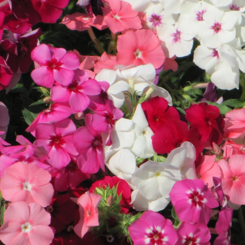 Sommer-Phlox Dwarf Beauty Mix (Samen) - Phlox (Flowering)