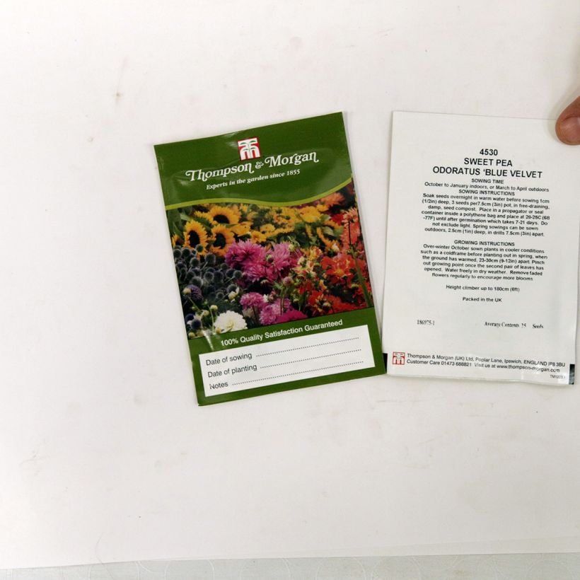 Example of Duftwicke Blue Velvet (Samen) - Lathyrus odoratus die Tüte mit 30 Samen ungefähr (3g) as you get