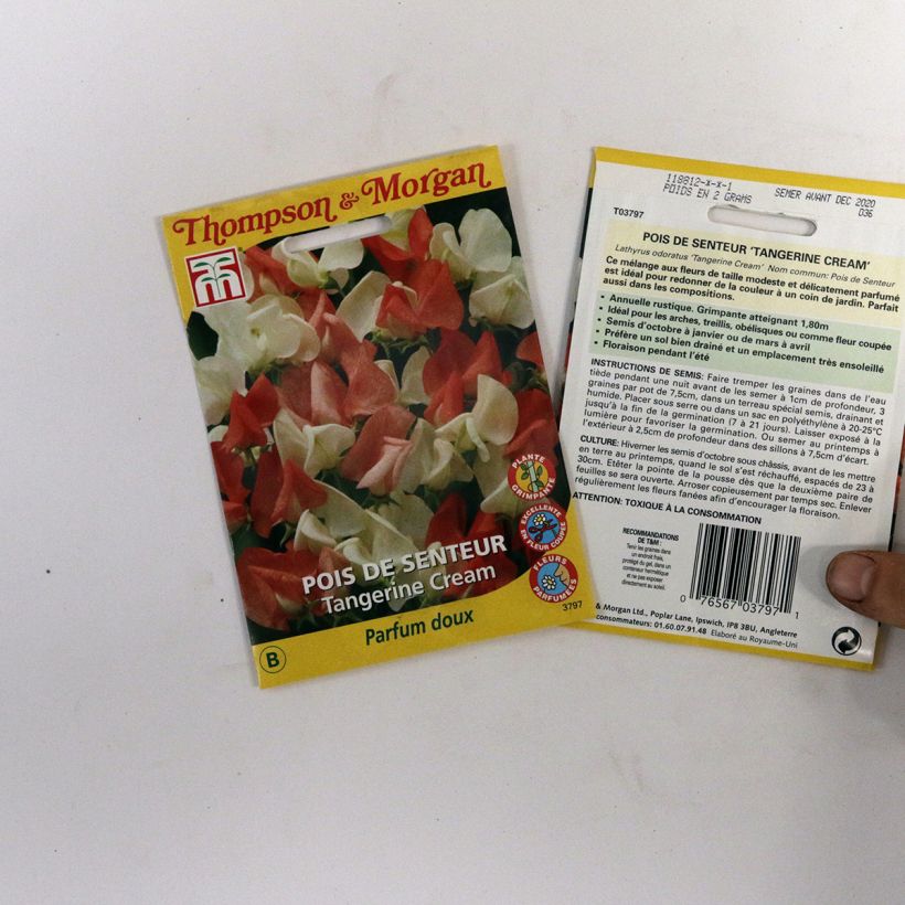 Beispiel eines Exemplars von Duftwicke Tangerine Cream (Samen) - Lathyrus odoratus die Tüte mit 25 Samen ungefähr wie geliefert