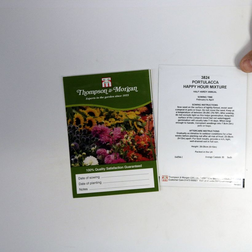 Beispiel eines Exemplars von Portulakröschen Happy Hour Mixture (Samen) - Portulaca die Tüte mit 80 Samen ungefähr wie geliefert