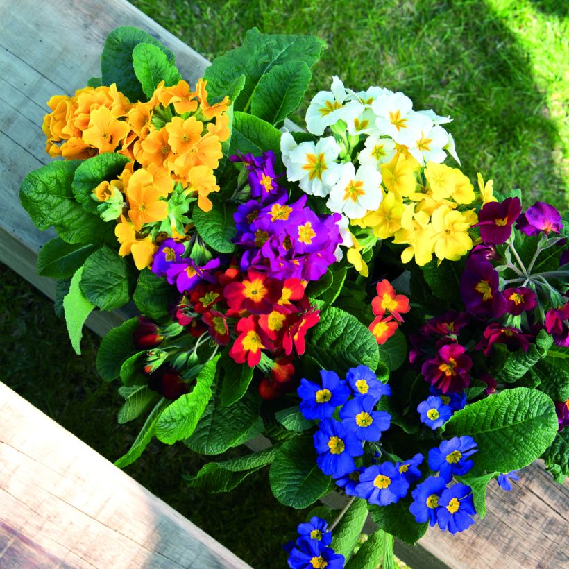 Hohe Schlüsselblume Crescendo® Mix (primed samen) - Primula elatior (Blüte)