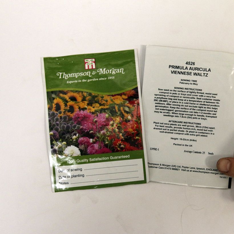 Beispiel eines Exemplars von Primula auricula Viennese Waltz (Samen) - Primel die Tüte mit 25 Samen ungefähr wie geliefert