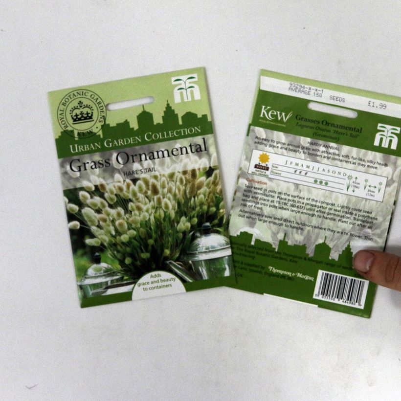 Example of Lagurus ovatus (Samen) - Samtgras die Tüte mit 50 Samen ungefähr (0,2g) as you get