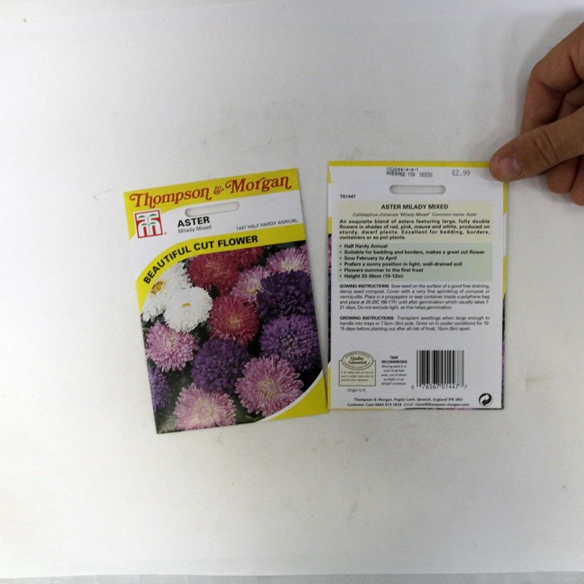 Beispiel eines Exemplars von Sommeraster Milady Mixed (Samen) - Callistephus chinensis die Tüte mit 150 Samen ungefähr (0,4g) wie geliefert