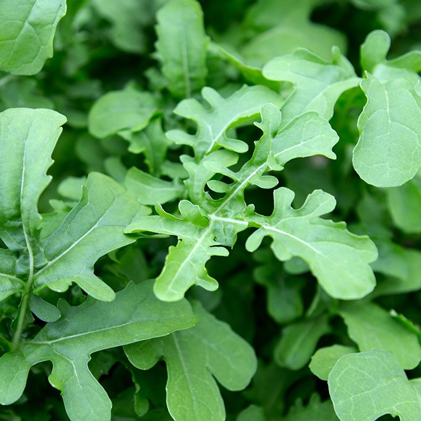 Salat-Rauke Esmée BIO - Eruca sativa (Foliage)