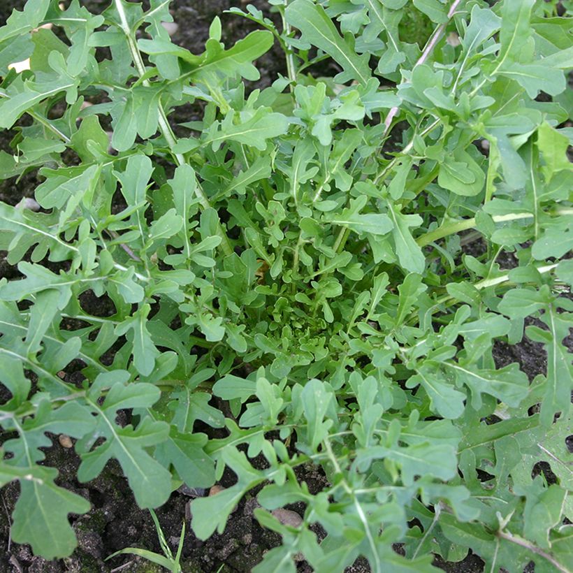 Salat-Rauke Esmée BIO - Eruca sativa (Plant habit)