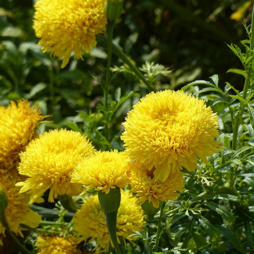 Aufrechte Studentenblume Fantastic Yellow (Samen) - Tagetes (Blüte)