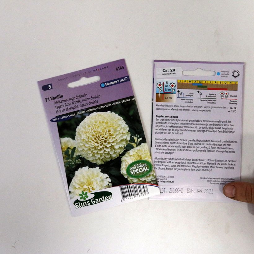 Beispiel eines Exemplars von Aufrechte Studentenblume Vanilla (Samen) - Tagetes die Tüte mit 15 Samen ungefähr wie geliefert