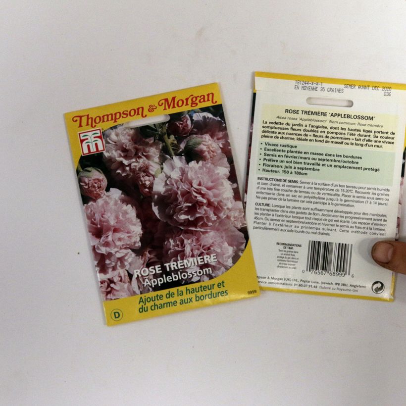 Beispiel eines Exemplars von Alcea rosea Appleblossom (Samen) - Gewöhnliche Stockrose die Tüte mit Samen von 2 Gramm wie geliefert