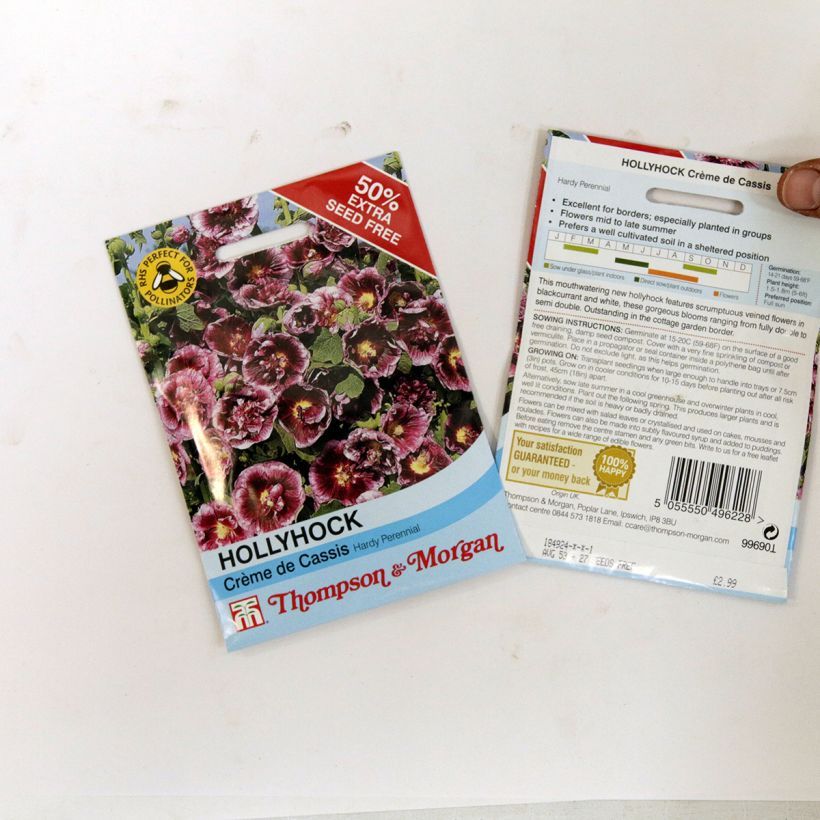 Beispiel eines Exemplars von Alcea rosea Crème de cassis (Samen) - Gewöhnliche Stockrose die Tüte mit 20 Samen ungefähr (0.48g) wie geliefert