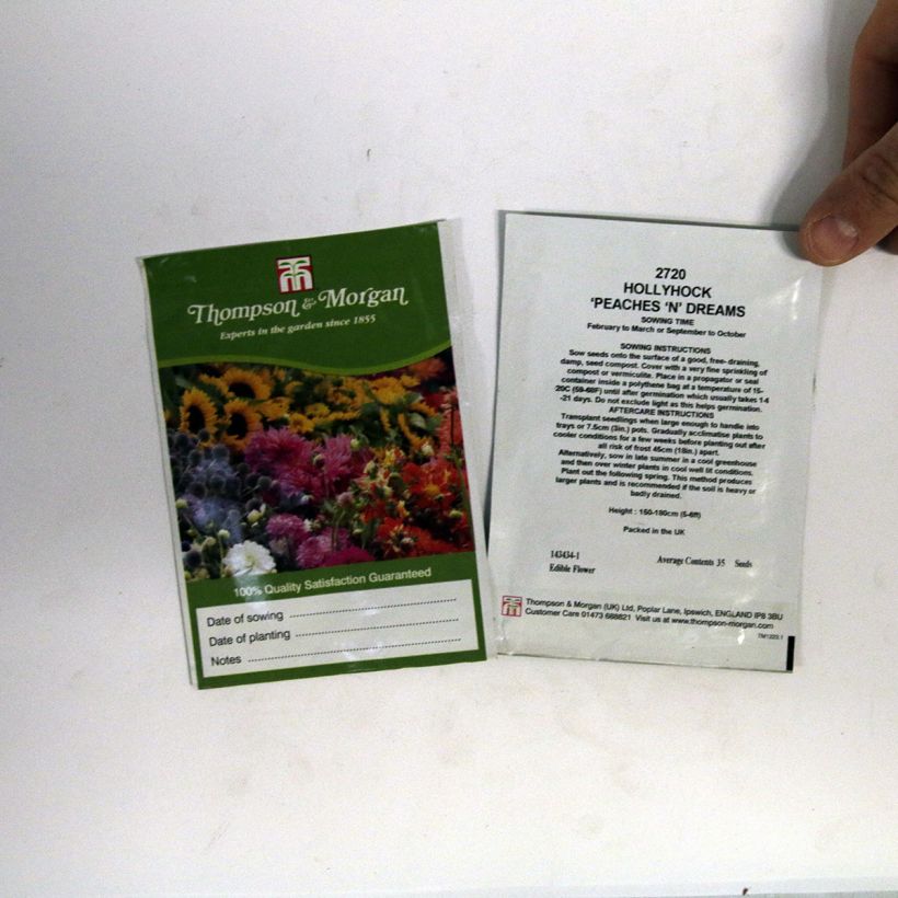 Beispiel eines Exemplars von Alcea rosea Peaches N Dreams (Samen) - Gewöhnliche Stockrose die Tüte mit 100 Samen ungefähr (1g) wie geliefert