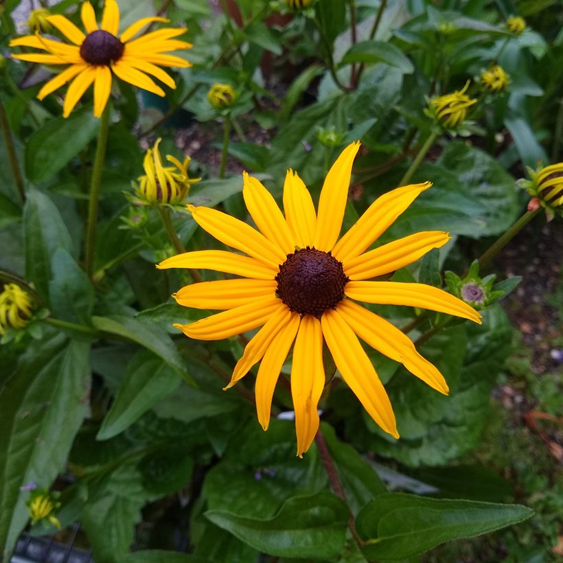 Gemeiner Sonnenhut Goldsturm (Samen) - Rudbeckia fulgida var. sullivantii (Flowering)