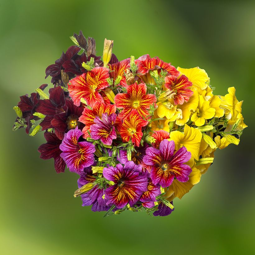 Salpiglossis sinuata Royale F1 Mix (Samen) - Trompetenzunge (Blüte)