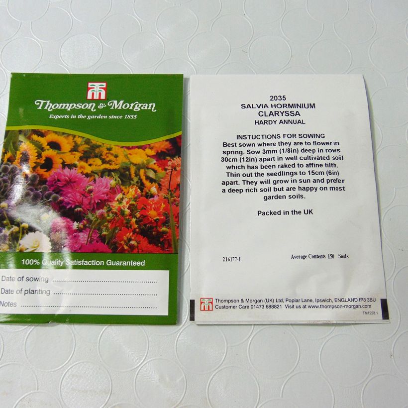 Beispiel eines Exemplars von Salvia viridis var. comata Claryssa Mixed (Samen) - Buntschopf-Salbei die Tüte mit 150 Samen ungefähr wie geliefert