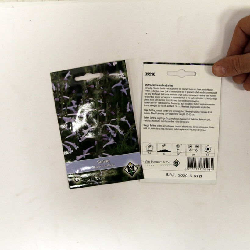 Example of Salvia scabra Saffina (Samen) - Raublattsalbei die Tüte mit 80 Samen ungefähr as you get