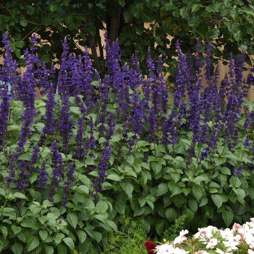 Salvia Big Blue (samen) - Ziersalbei (Wuchs)