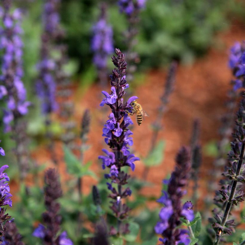 Salvia nemorosa Dwarf Blue Queen (Samen) - Steppen-Salbei (Flowering)