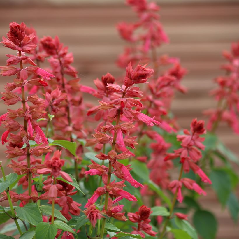 Feuer-Salbei Estella Coral (Samen) - Salvia splendens (Flowering)