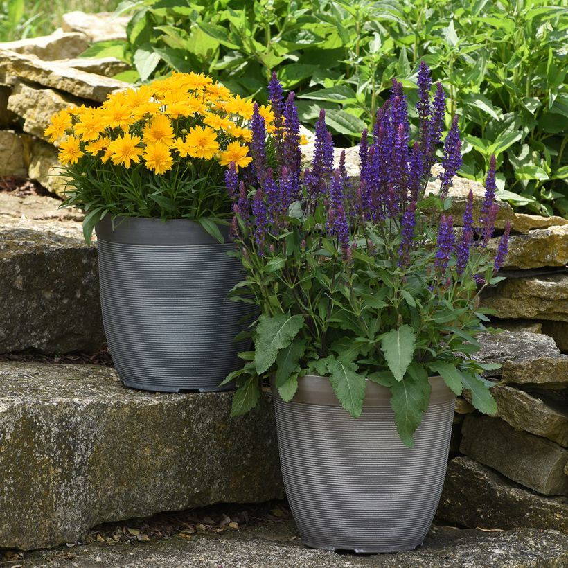 Salvia nemorosa Salvatore Blue (Samen) - Steppen-Salbei, (Plant habit)