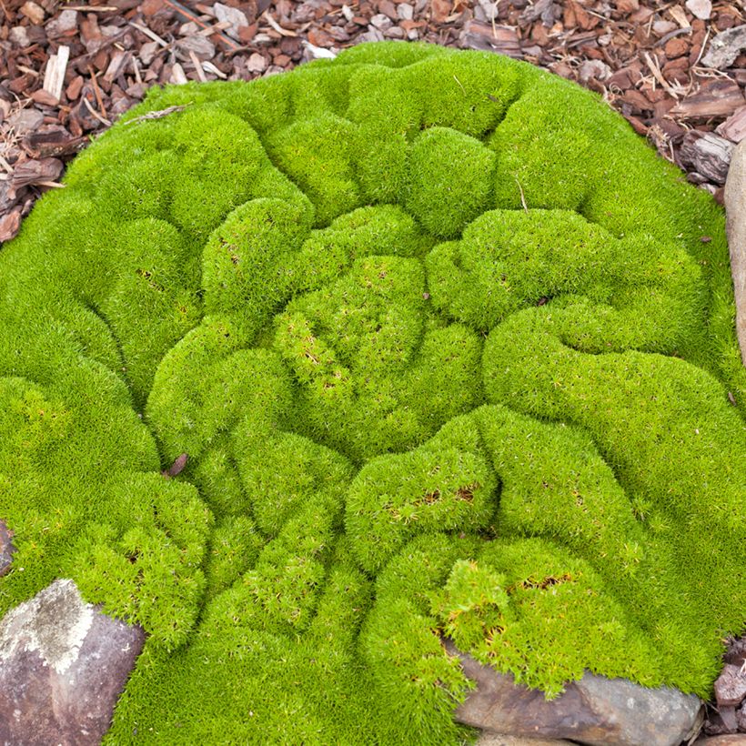 Scleranthus biflorus (Samen) - Knäuel (Wuchs)
