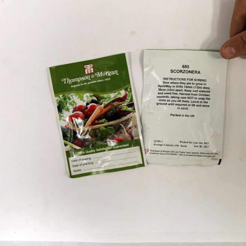 Beispiel eines Exemplars von Scorzonera hispanica (Samen) - Garten-Schwarzwurzel die Tüte mit 150 Samen ungefähr wie geliefert