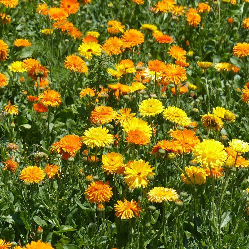 Ringelblume Pacific Beauty Mix (Samen) - Calendula officinalis (Wuchs)